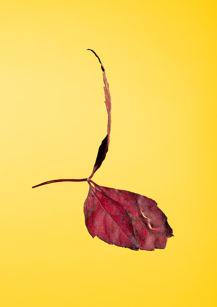 feuille