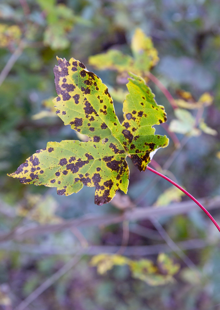 feuille
