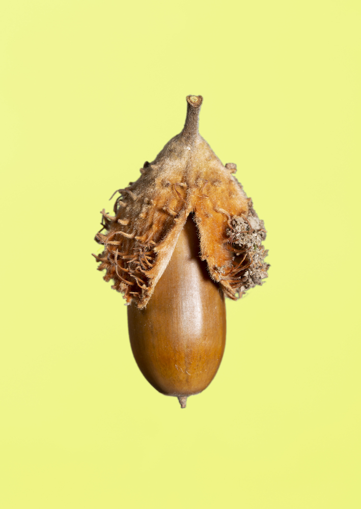 gland